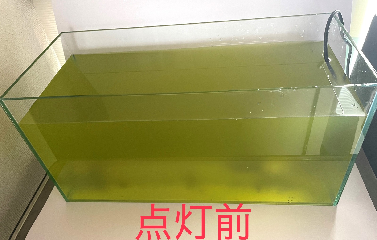"殺菌灯を使用する前の濁りのある水槽の様子"