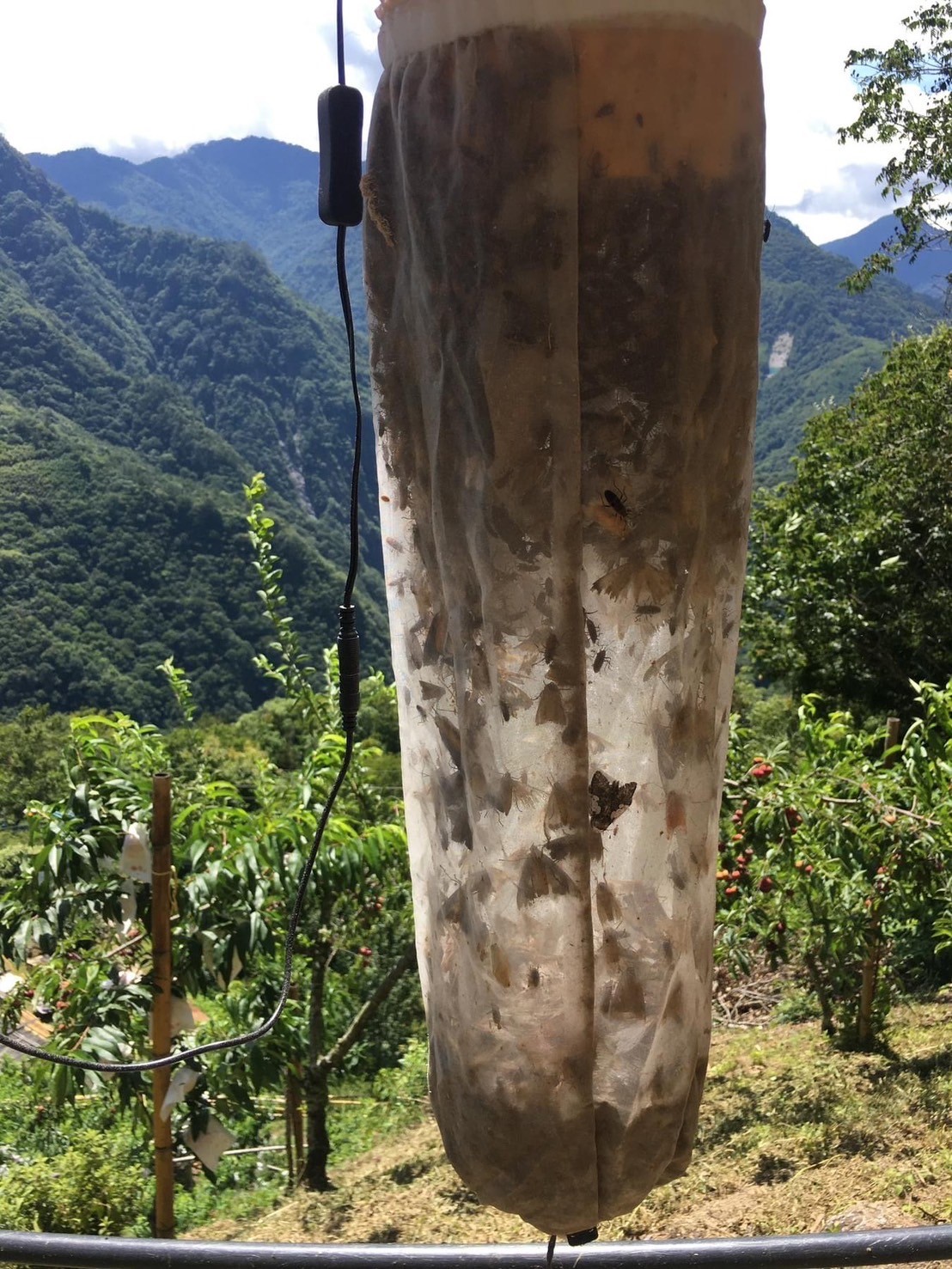 "捕虫ネットでの捕獲"