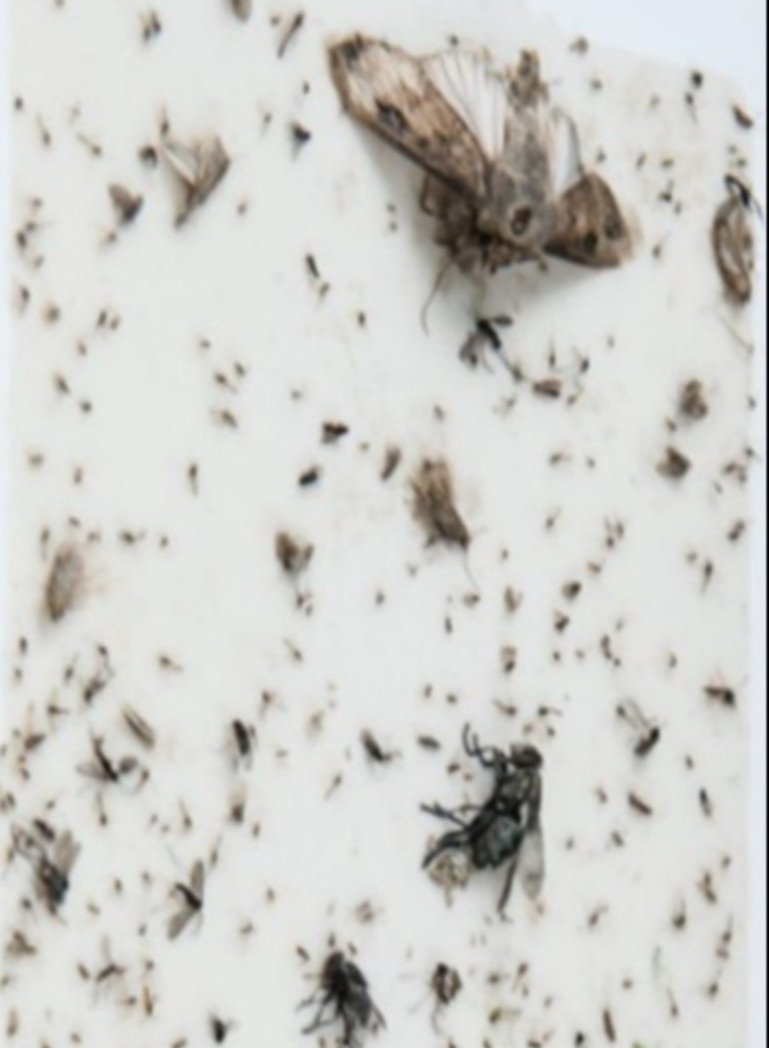 "捕虫紙での捕虫"