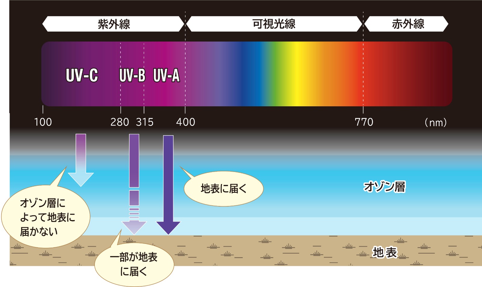 紫外線とは