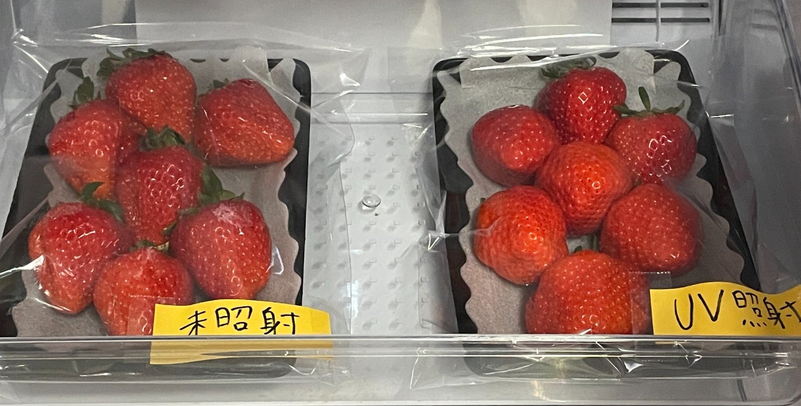 "イチゴを冷蔵庫で保管"