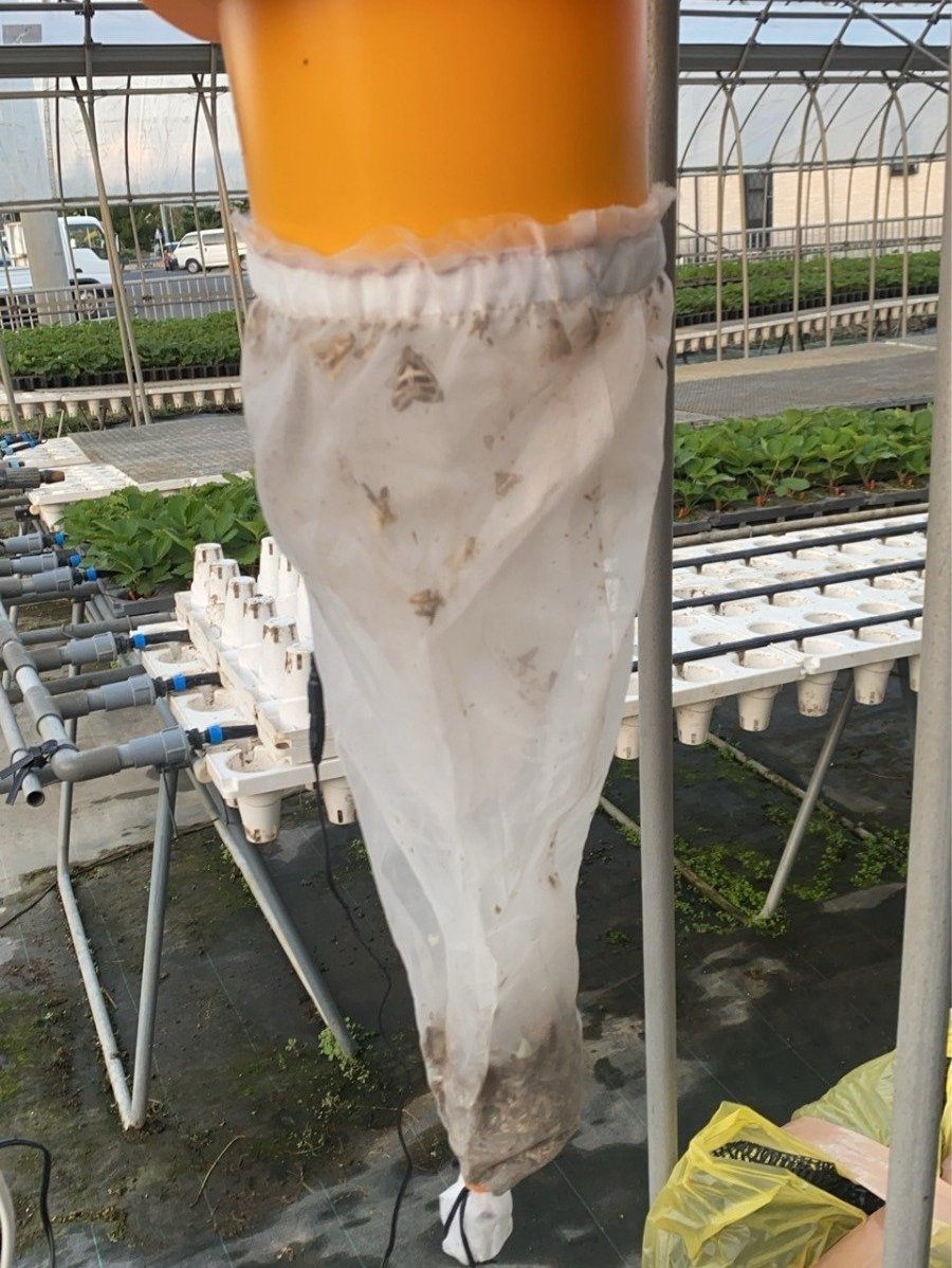 "吸引式UV捕虫器　ビニールハウス"